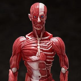 Figma SP-142 The Table Museum: Anatomisches Modell