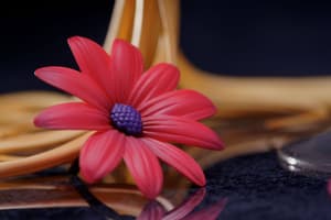 Lily Wine - Ribose - 5