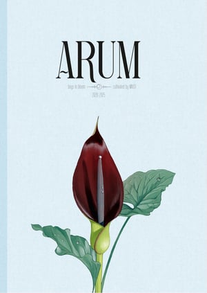 Arum