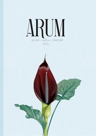 Arum