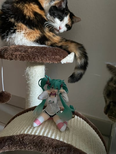 Eine halbe Katze mehr im Haus