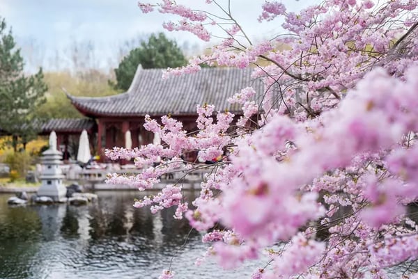 Kirschblütenfest in den Gärten der Welt @ Berlin